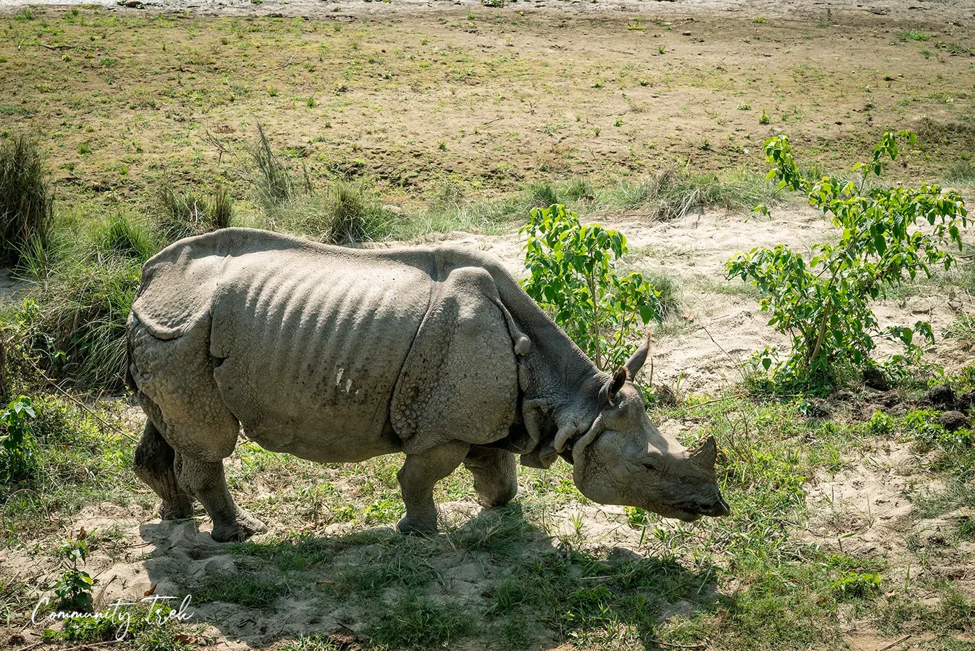 Wild rhinoceros approaching a resort near Chitwan National Park in Nepal