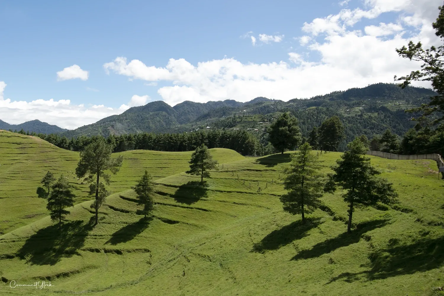 Sheep farming in Chitlang Village, surrounded by the peaceful green hills of rural Nepal.
