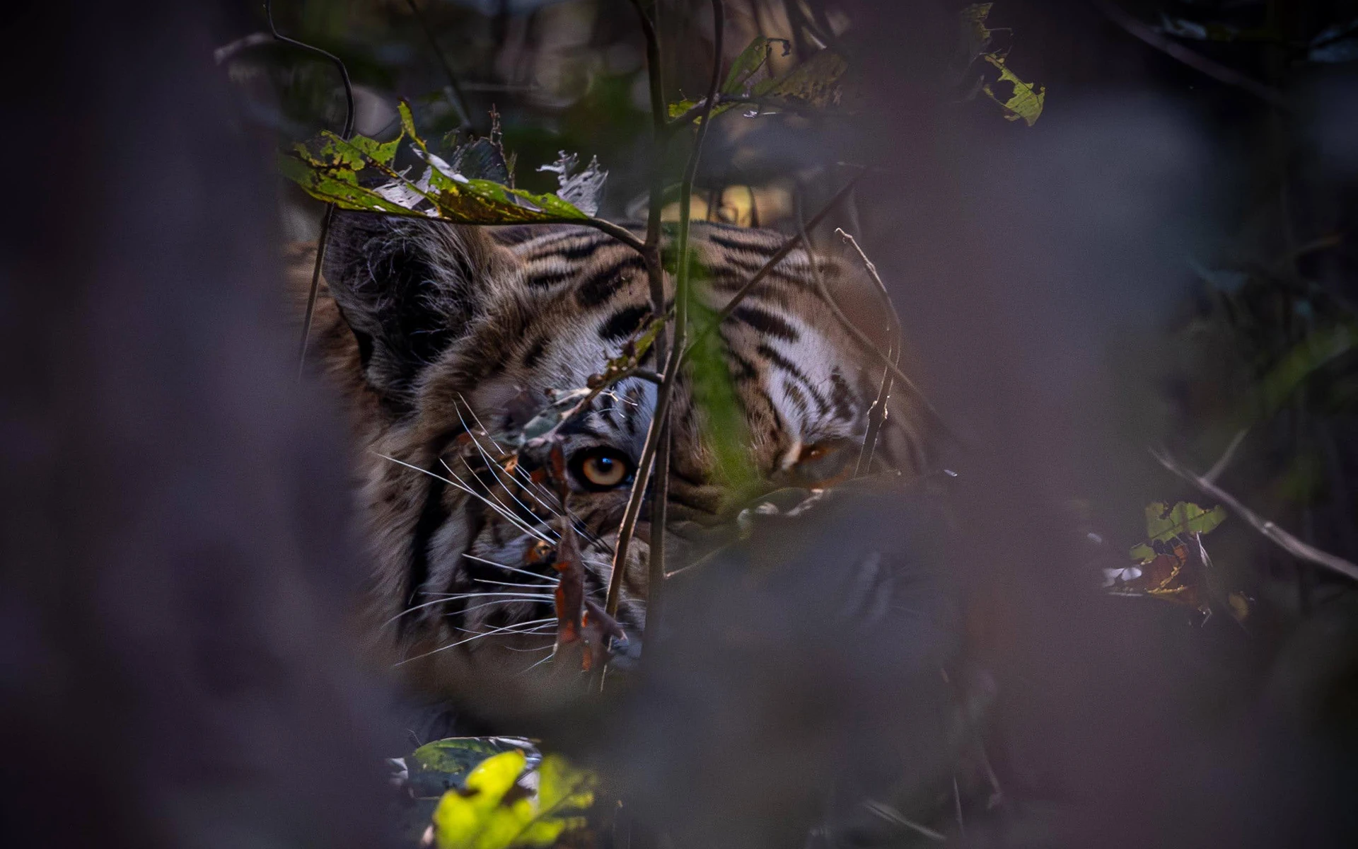 A magnificent Bengal tiger in the wild, one of Bardia National Park.