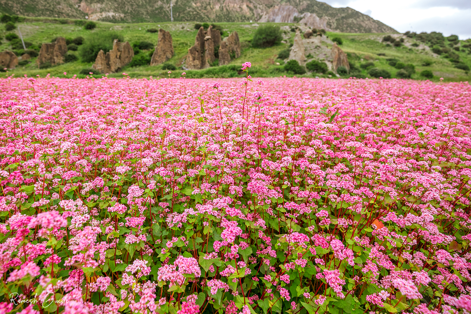 Blooming buckwheat fields in Manang Valley creating a beautiful paradise-like Himalayan landscape in summer.