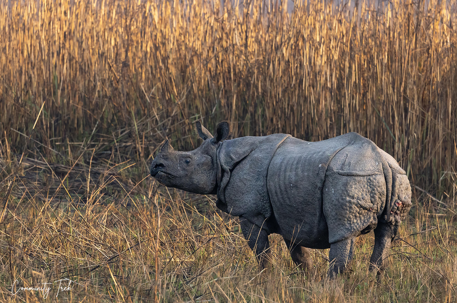 One-horned rhinoceros in Parsa National Park, Nepal.