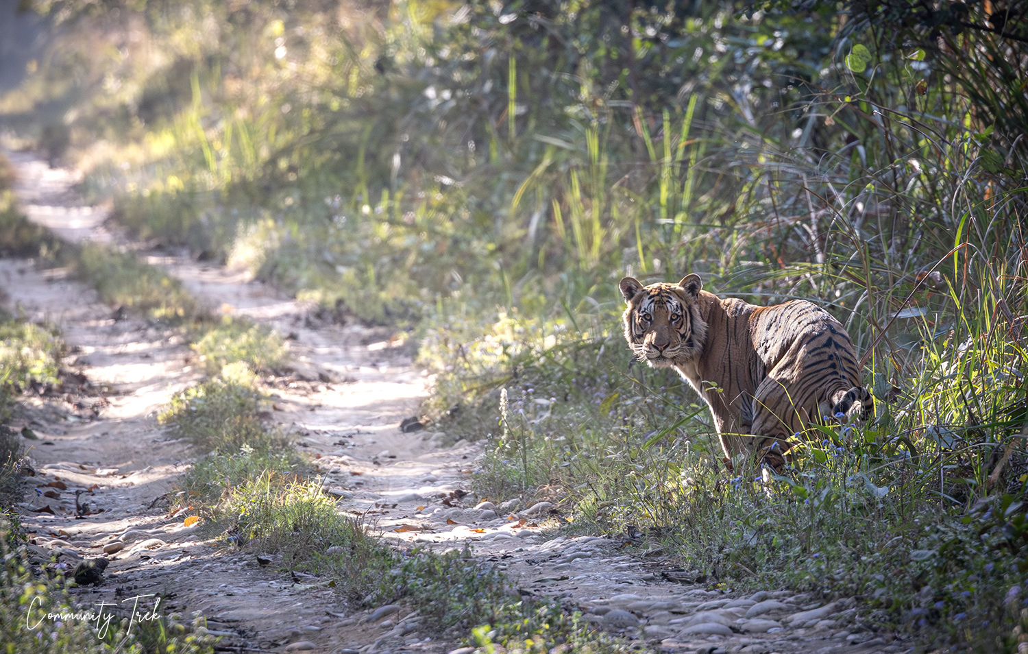 Bengal tiger walking through Bardia National Park, Nepal.