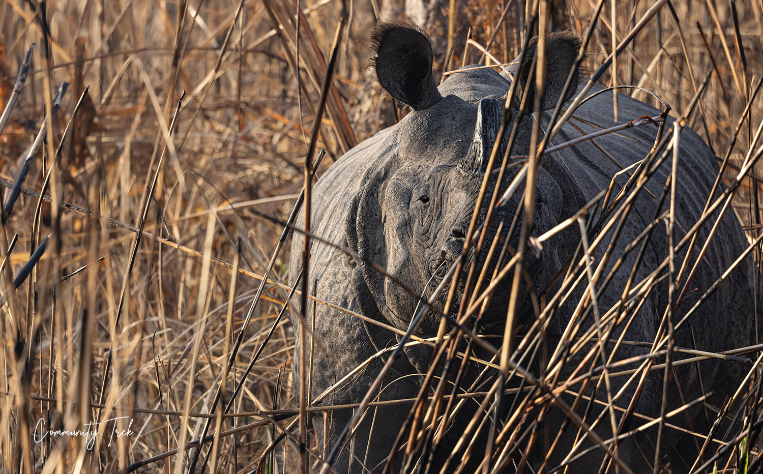 One-horned rhinoceros in Chitwan National Park, Nepal.