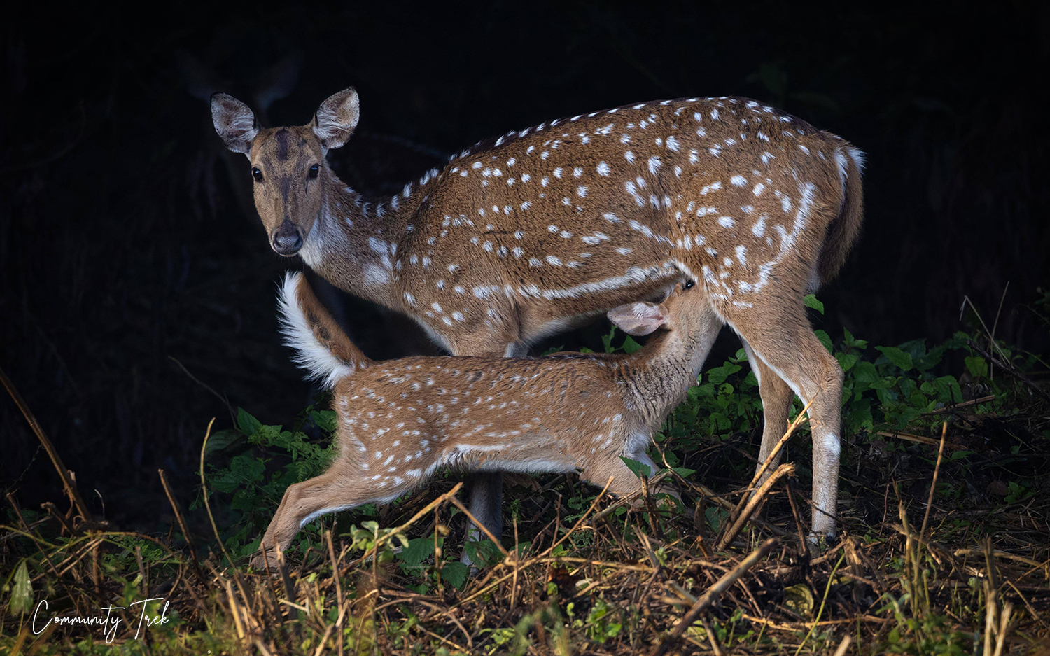 Mother deer with her young fawn in Shivapuri Nagarjun National Park, Nepal.