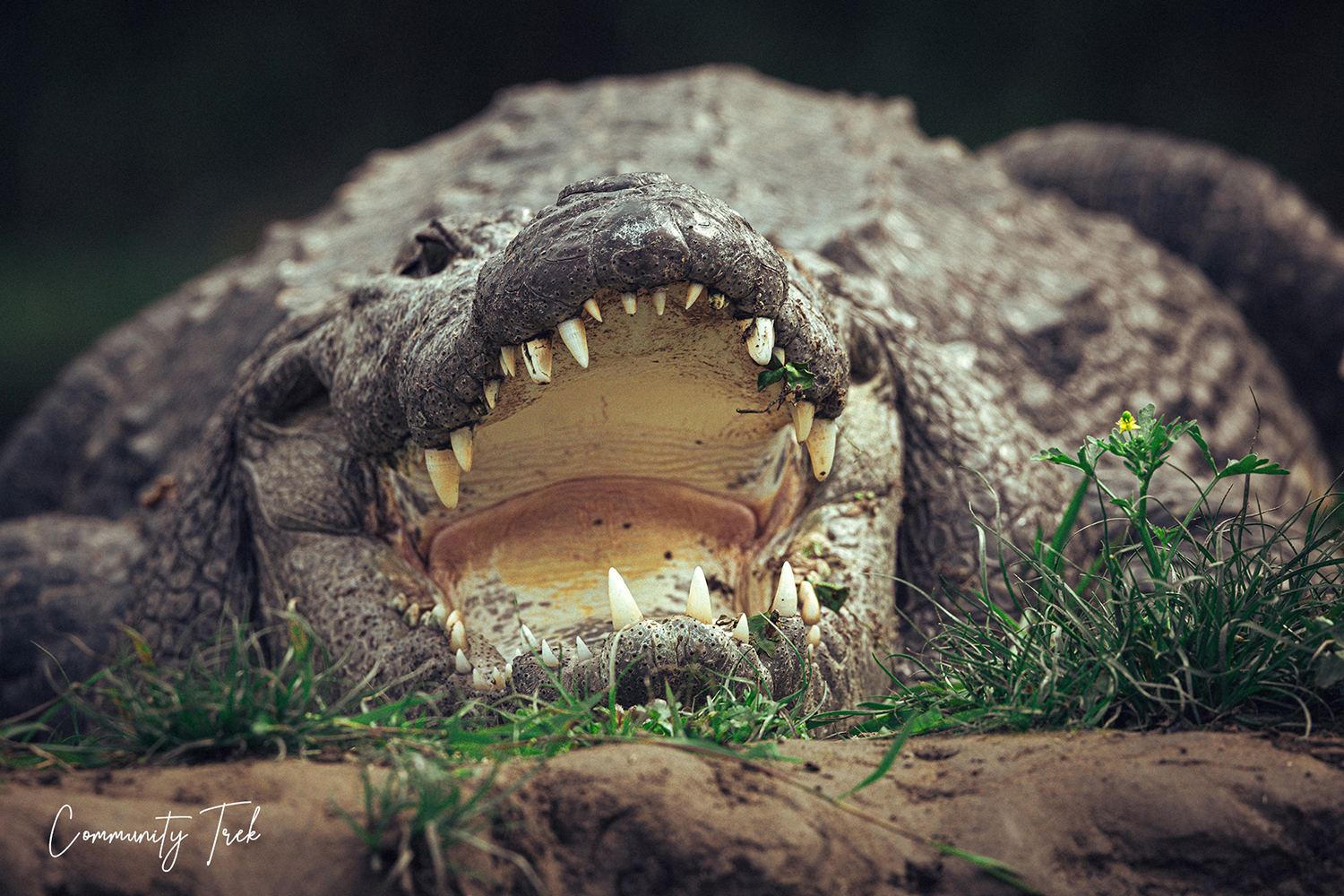 Crocodile resting in the wetlands of Koshi Tappu Wildlife Reserve, Nepal.